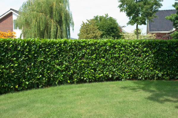 Laurierkers / Prunus Laurocerasus Etna 125-150 cm