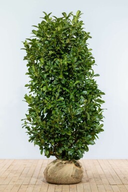 Laurierkers Prunus laurocerasus Etna Haag 150-175 Kluit Laurierkers / Prunus Laurocerasus Etna 150-175 cm