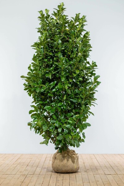 Laurierkers / Prunus Laurocerasus Etna 175-200 cm
