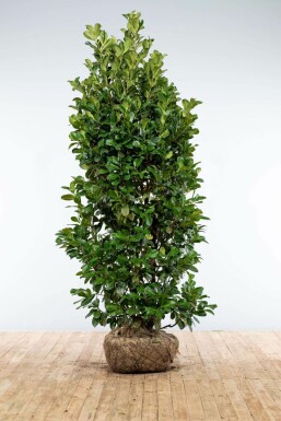 Laurierkers Prunus laurocerasus Etna Haag 200-225 Kluit Laurierkers / Prunus Laurocerasus Etna 200-225 cm