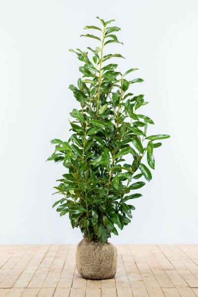 Laurierkers / Prunus Laurocerasus Genolia 80-100 cm