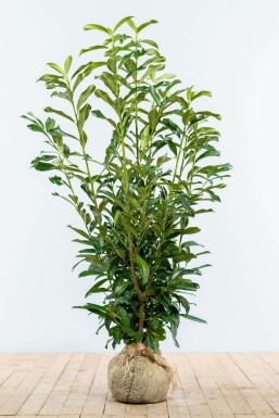 Laurierkers Prunus laurocerasus Genolia Haag 100-125 Kluit Laurierkers / Prunus Laurocerasus Genolia 100-125 cm