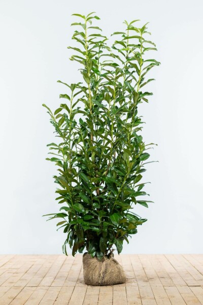 Laurierkers / Prunus Laurocerasus Genolia 125-150 cm