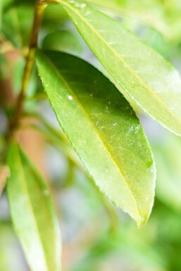 Laurierkers / Prunus Laurocerasus Genolia 125-150 cm