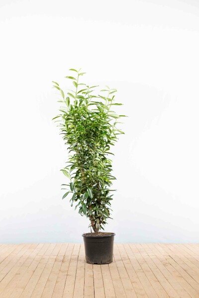 Laurierkers / Prunus Laurocerasus Genolia 150-175 cm