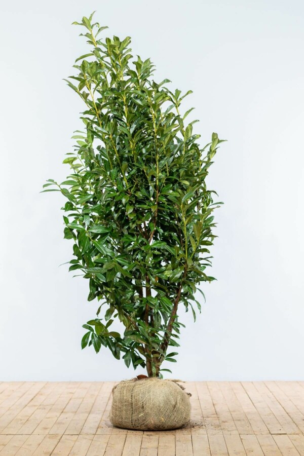 Laurierkers / Prunus Laurocerasus Genolia