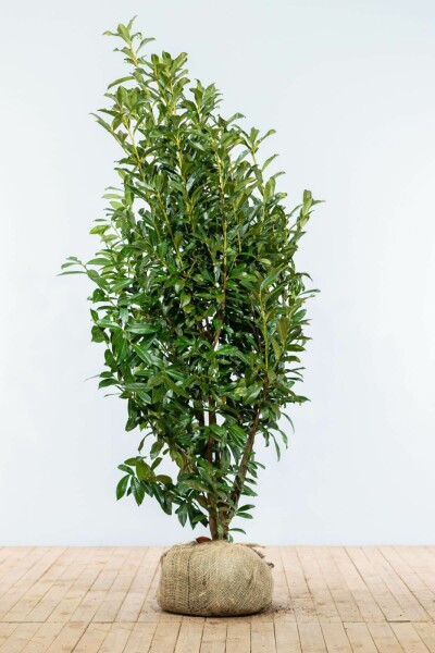 Laurierkers / Prunus Laurocerasus Genolia 175-200 cm