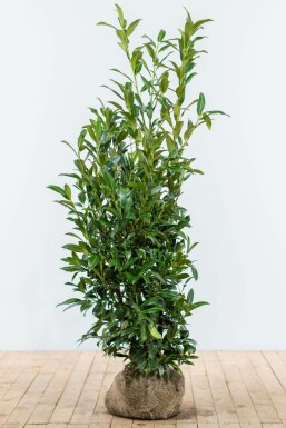 Laurierkers Prunus laurocerasus Herbegii Haag 125-150 Kluit Laurierkers / Prunus Laurocerasus Herbergii 125-150 cm