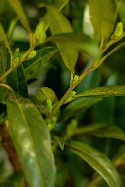 Laurierkers / Prunus Laurocerasus Herbergii 125-150 cm