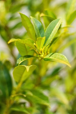 Laurierkers / Prunus Laurocerasus Herbergii 125-150 cm
