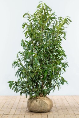 Laurierkers / Prunus Laurocerasus Herbergii 150-175 cm