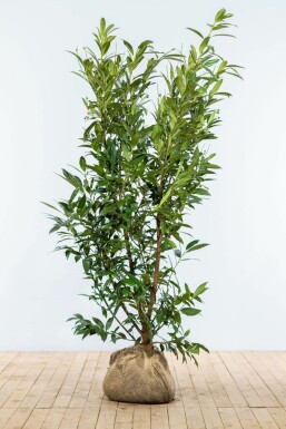 Laurierkers Prunus laurocerasus Herbegii Haag 175-200 Kluit Laurierkers / Prunus Laurocerasus Herbergii 175-200 cm