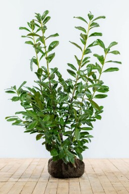 Laurierkers Prunus laurocerasus Novita Haag 100-125 Kluit Laurierkers / Prunus Laurocerasus Novita 100-125 cm