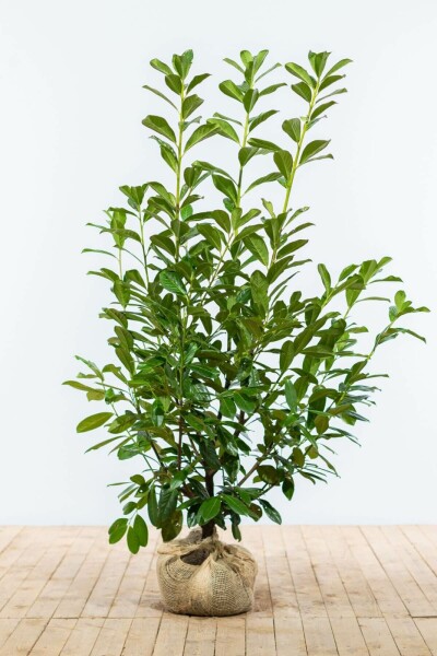 Laurierkers / Prunus Laurocerasus Novita 125-150 cm