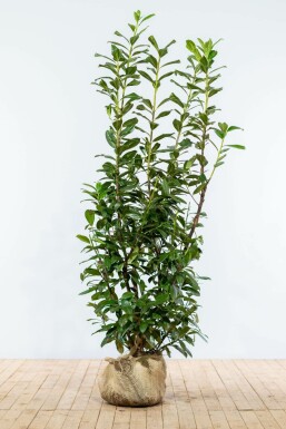 Laurierkers Prunus laurocerasus Novita Haag 150-175 Kluit Laurierkers / Prunus Laurocerasus Novita 150-175 cm
