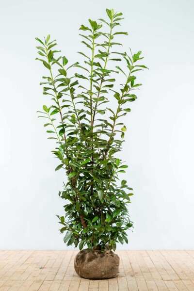 Laurierkers / Prunus Laurocerasus Novita 175-200 cm