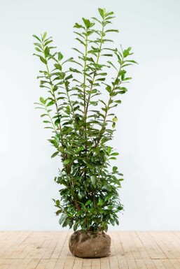 Laurierkers Prunus laurocerasus Novita Haag 175-200 Kluit Laurierkers / Prunus Laurocerasus Novita 175-200 cm