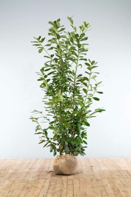 Laurierkers Prunus laurocerasus Novita Haag 200-225 Kluit Laurierkers / Prunus Laurocerasus Novita 200-225 cm