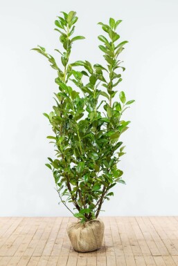 Laurierkers / Prunus Laurocerasus Rotundifolia 150-175 cm