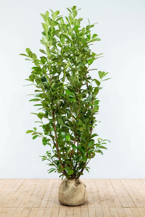Laurierkers / Prunus Laurocerasus Rotundifolia