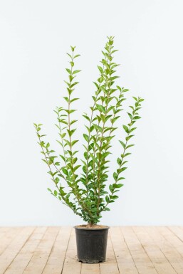 Haagliguster Ligustrum Ovalifolium Haag 60-80 Kluit Liguster / Ligustrum Ovalifolium 60-80 cm