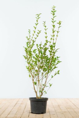 Haagliguster Ligustrum Ovalifolium Haag 80-100 Kluit Liguster / Ligustrum Ovalifolium 80-100 cm