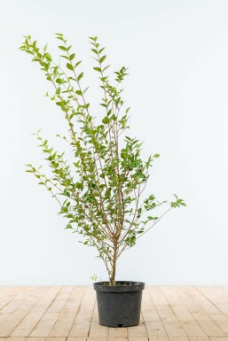 Haagliguster Ligustrum Ovalifolium Haag 100-125 Kluit Liguster / Ligustrum Ovalifolium 100-125 cm