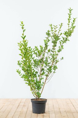 Haagliguster Ligustrum Ovalifolium Haag 125-150 Kluit Liguster / Ligustrum Ovalifolium 125-150 cm
