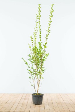 Haagliguster Ligustrum Ovalifolium Haag 150-175 Kluit Liguster / Ligustrum Ovalifolium 150-175 cm