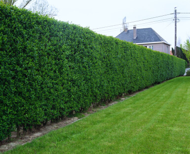 Liguster / Ligustrum Ovalifolium 150-175 cm