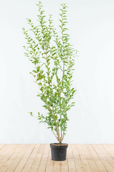 Liguster / Ligustrum Ovalifolium 175-200 cm