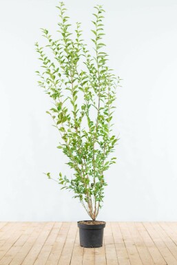 Haagliguster Ligustrum Ovalifolium Haag 175-200 Kluit Liguster / Ligustrum Ovalifolium 175-200 cm