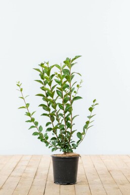 Gewone liguster Ligustrum Vulgare Haag 40-60 Kluit Liguster / Ligustrum Vulgare Wilde Liguster 40-60 cm