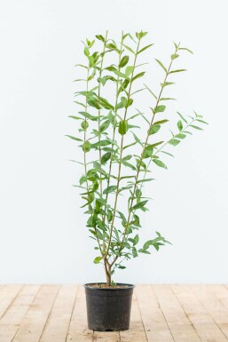 Gewone liguster Ligustrum Vulgare Haag 80-100 Kluit