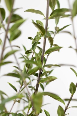Liguster / Ligustrum Vulgare Wilde Liguster 80-100 cm