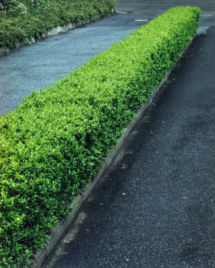 Liguster / Ligustrum Vulgare Wilde Liguster 80-100 cm