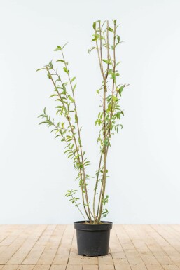 Gewone liguster Ligustrum Vulgare Haag 100-125 Kluit Liguster / Ligustrum Vulgare Wilde Liguster 100-125 cm