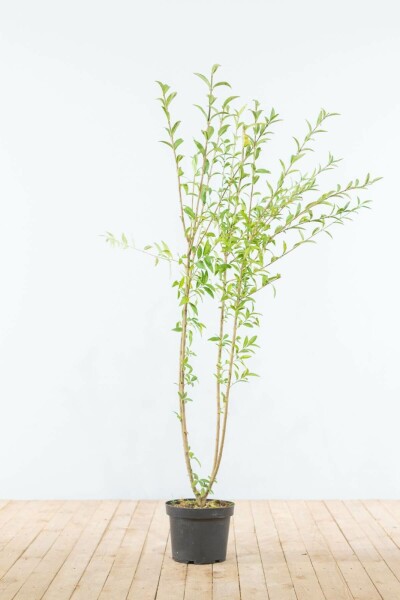 Liguster / Ligustrum Vulgare Wilde Liguster 125-150 cm