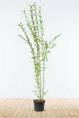Gewone liguster Ligustrum Vulgare Haag 150-175 Kluit Liguster / Ligustrum Vulgare Wilde Liguster 150-175 cm
