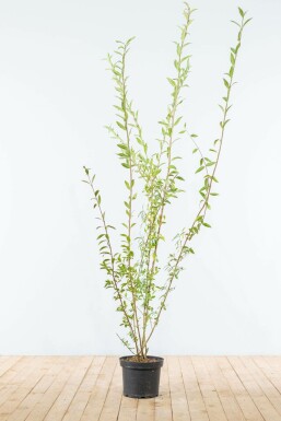 Gewone liguster Ligustrum Vulgare Haag 175-200 Kluit Liguster / Ligustrum Vulgare Wilde Liguster 175-200 cm
