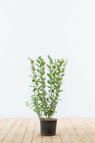Liguster / Ligustrum Vulgare Atrovirens 40-60 cm