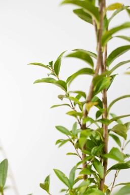 Liguster / Ligustrum Vulgare Atrovirens 175-200 cm
