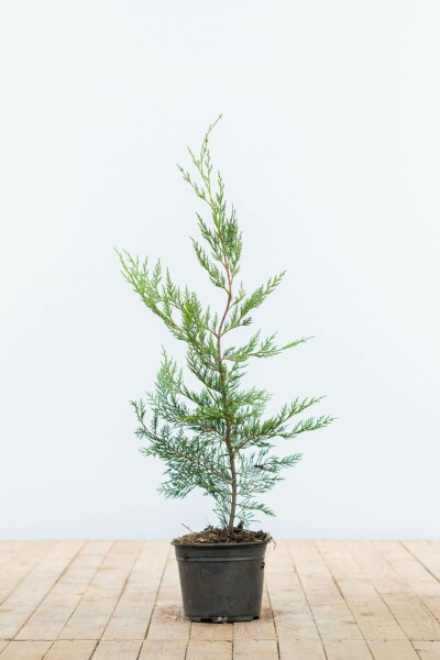 Cipres / Leyland Cupressocyparis Leylandii 60-80 cm