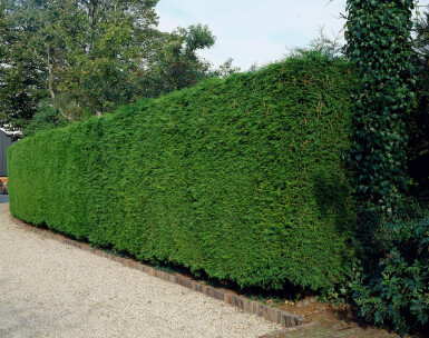 Cipres / Leyland Cupressocyparis Leylandii 60-80 cm