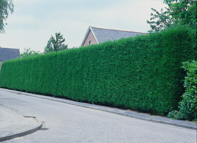 Cipres / Leyland Cupressocyparis Leylandii 60-80 cm