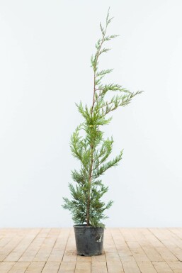 Cipres Cupressocyparis leylandii Haag 80-100 Kluit Cipres / Leyland Cupressocyparis Leylandii 80-100 cm