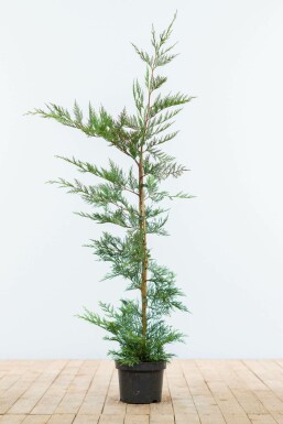 Cipres Cupressocyparis leylandii Haag 100-125 Kluit Cipres / Leyland Cupressocyparis Leylandii 100-125 cm