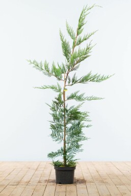 Cipres Cupressocyparis leylandii Haag 125-150 Kluit Cipres / Leyland Cupressocyparis Leylandii 125-150 cm