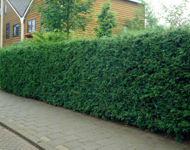 Cipres Cupressocyparis leylandii Haag 125-150 Kluit Cipres / Leyland Cupressocyparis Leylandii 125-150 cm