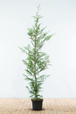 Cipres Cupressocyparis leylandii Haag 150-175 Kluit Cipres / Leyland Cupressocyparis Leylandii 150-175 cm